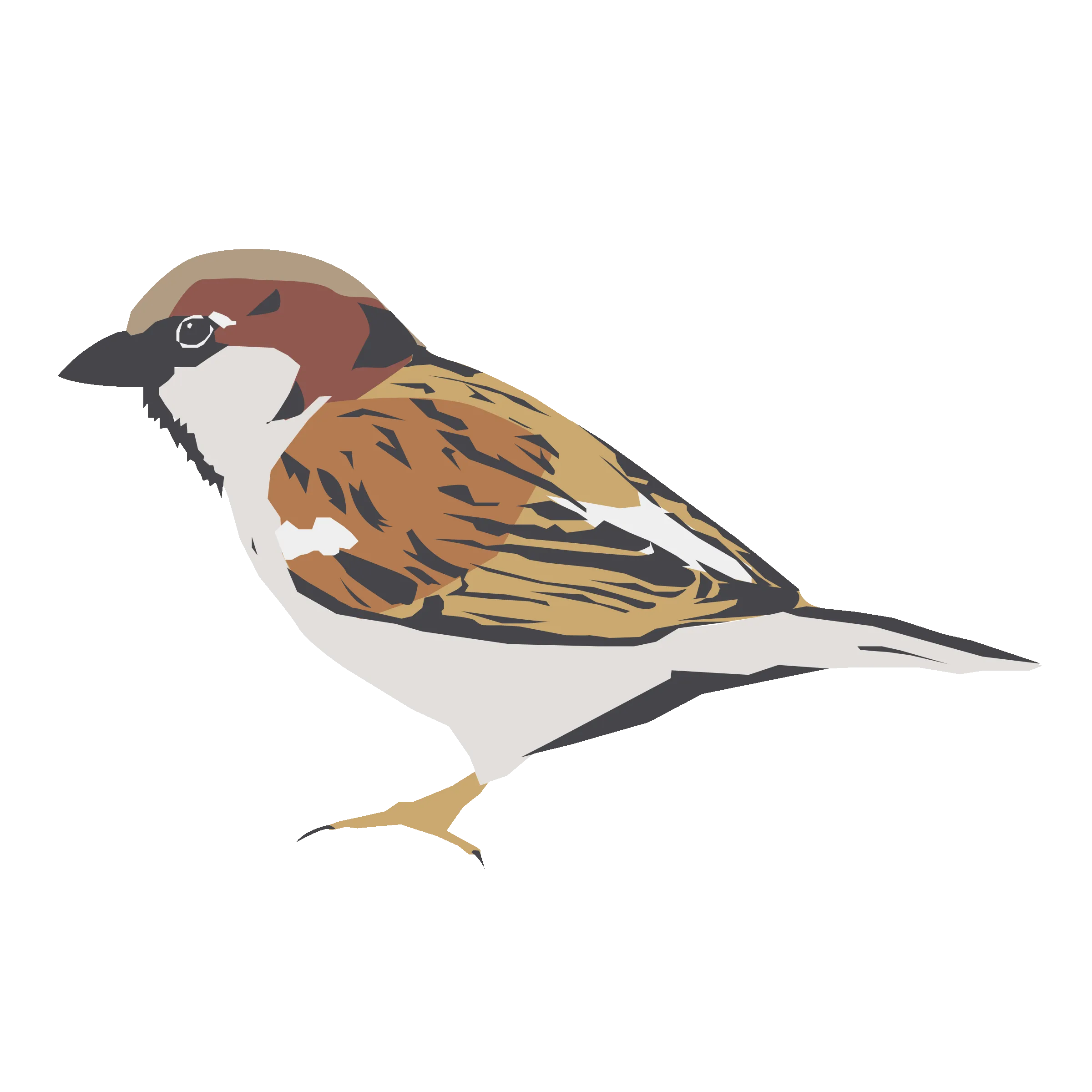 House sparrow illustration