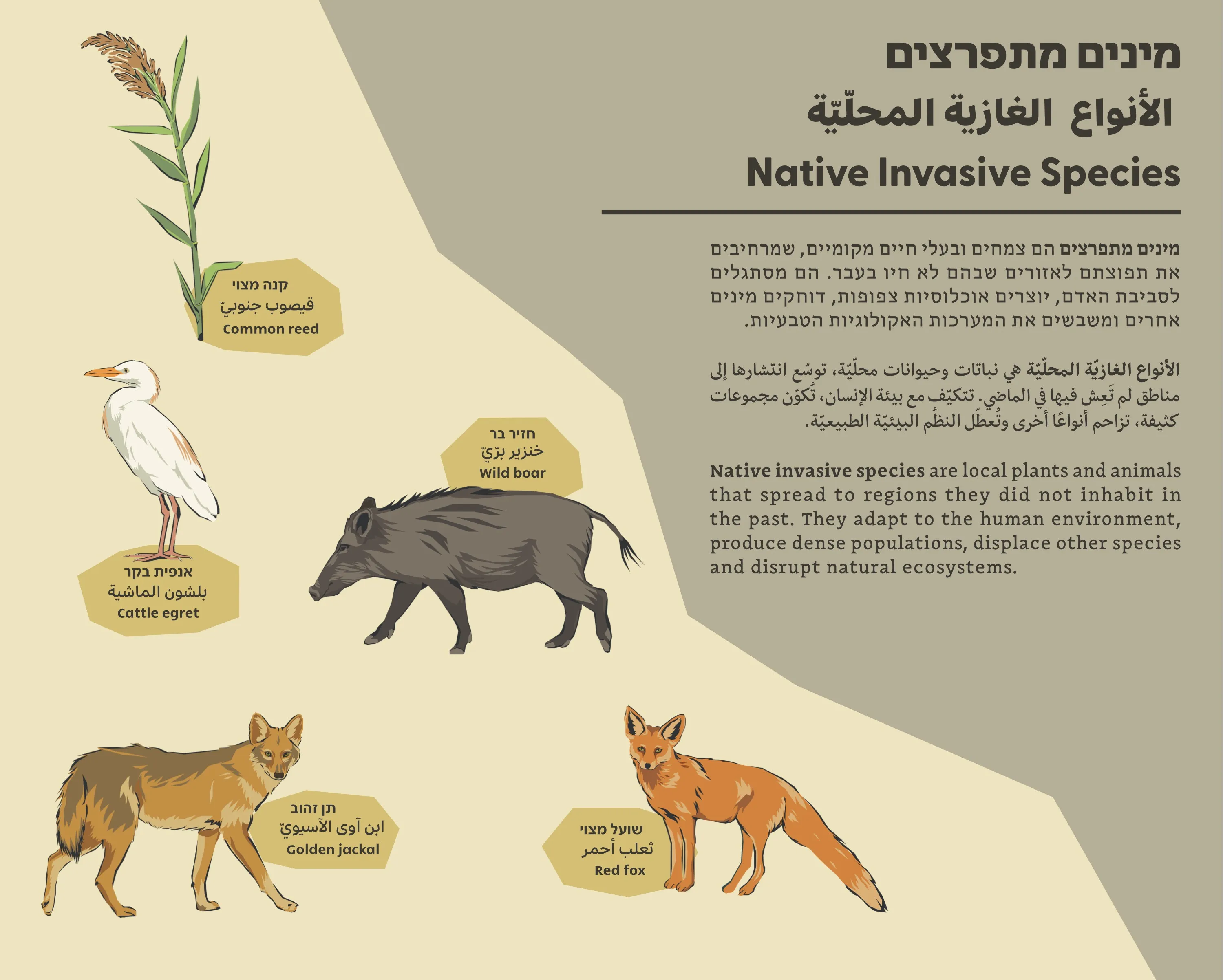 Exhibition panel “Native Invasive Species”: egret, wild boar, jackal and fox