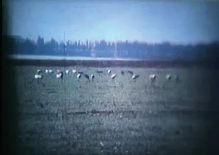 Birds in a field in front of a line of trees