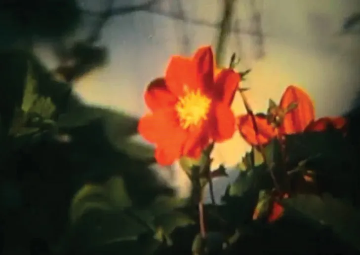 An orange flower in close-up